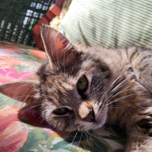 Meet your Posher, Clara - Picture 2 of 6